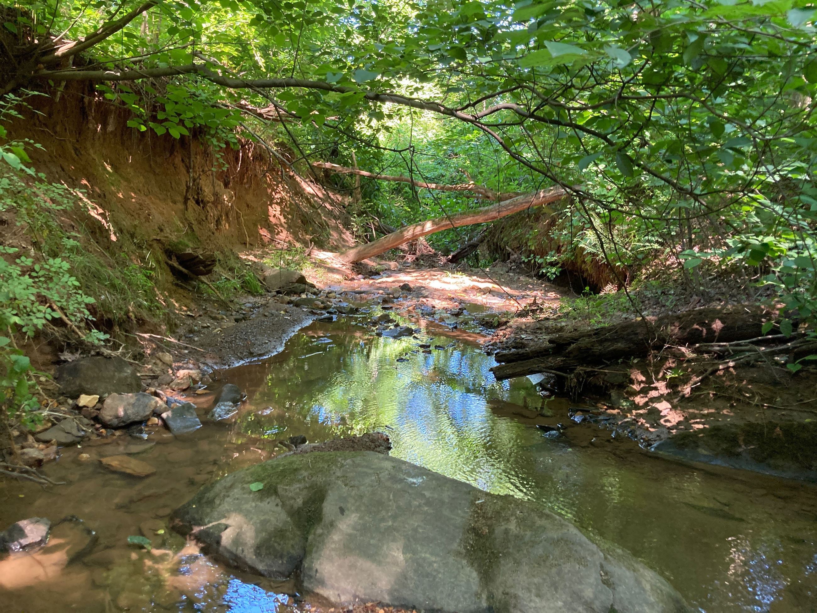 Schenks Branch Tributary erosion
