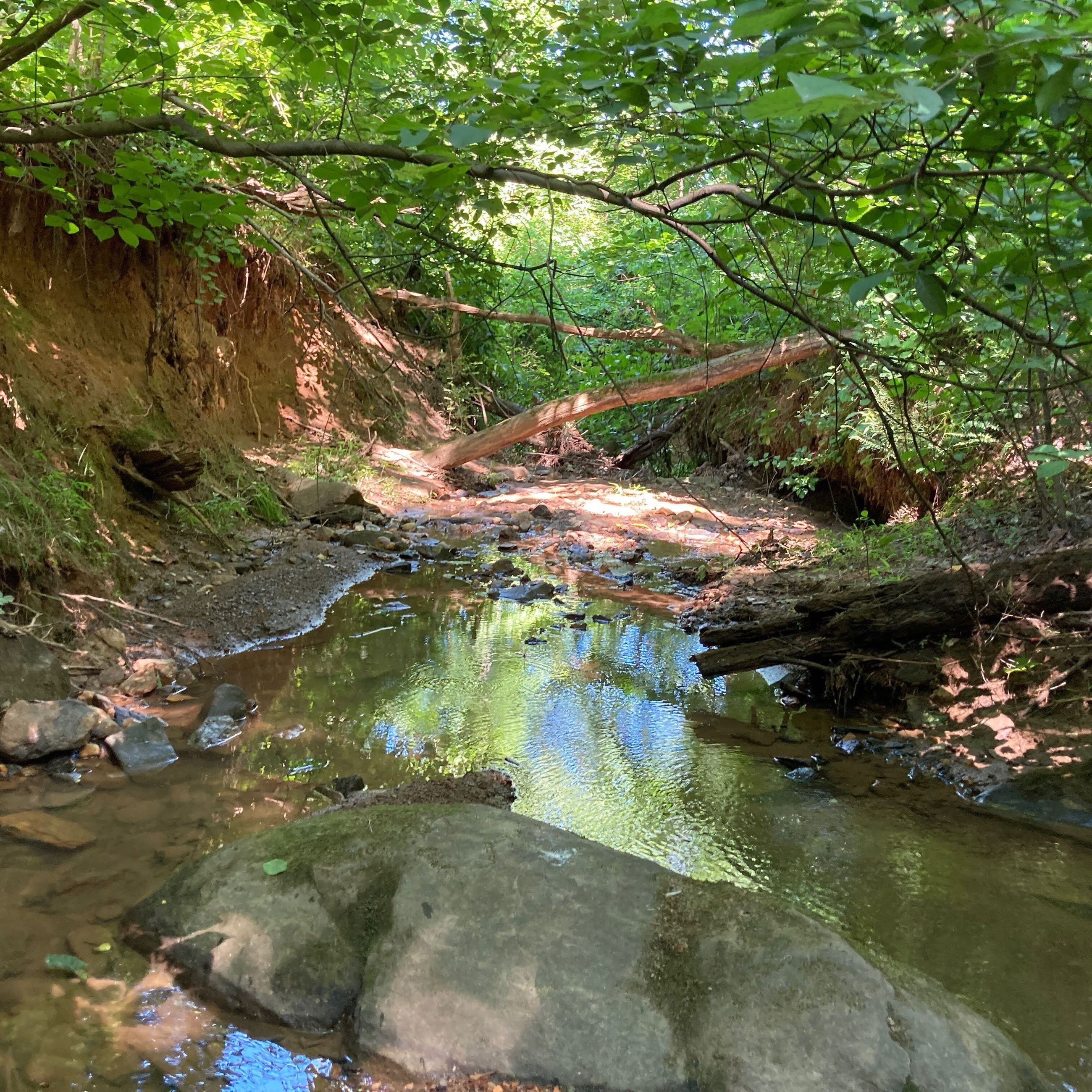 Schenks Branch Tributary (1)