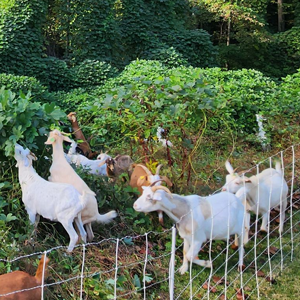 Goats eating invasive plants