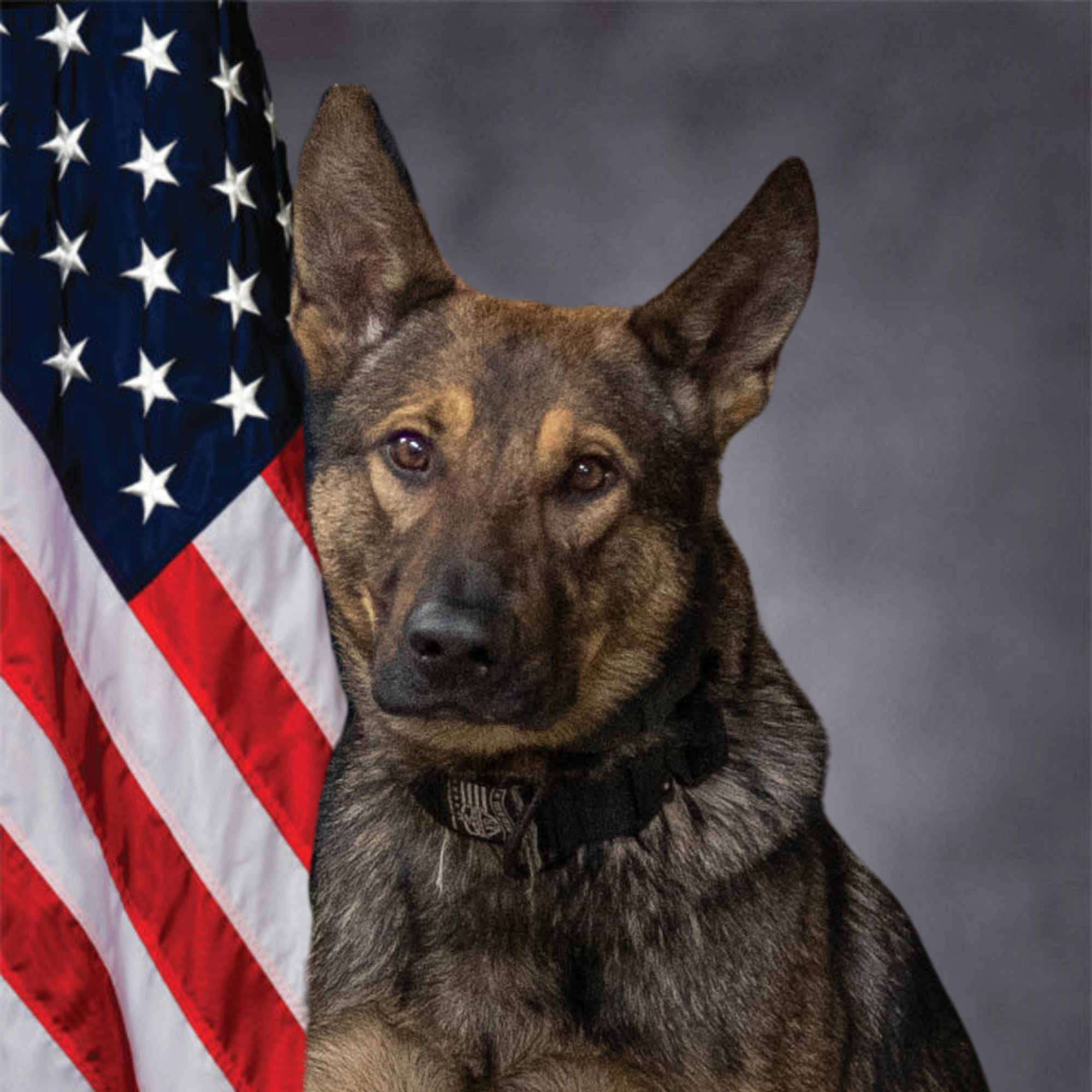 K-9 Dallas