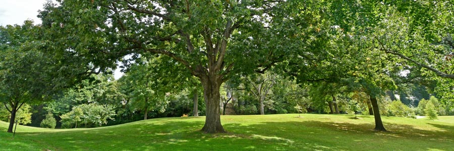 Trees at Forest Hills Park