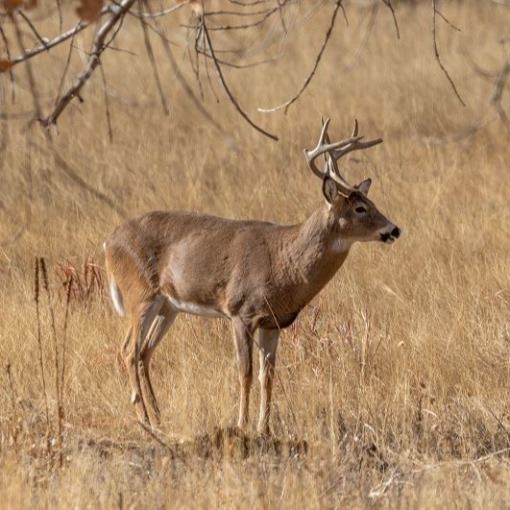 Deer in field