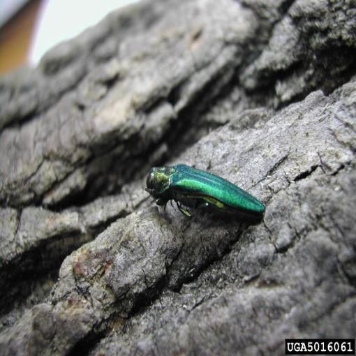 Photo of a green bug on a tree 