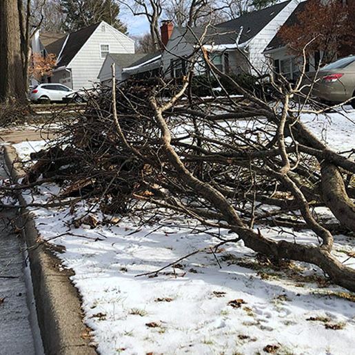 Winter Storm Debris