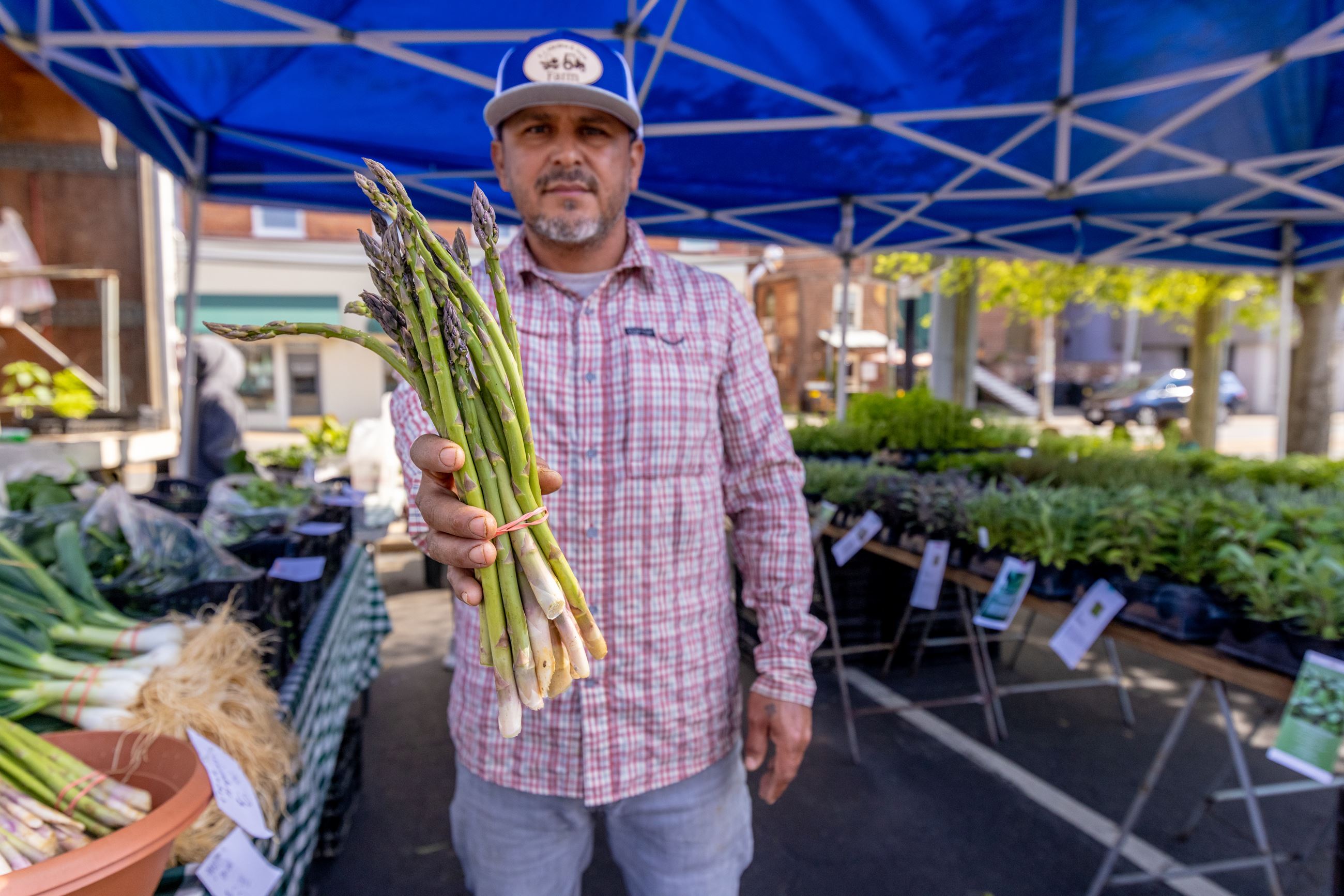 Medina Farms worker holding asparagus 