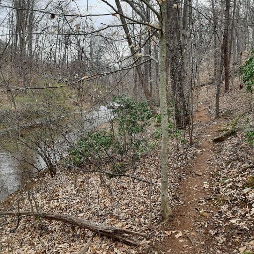 Trail along Moores Creek - Hancock Section, March 2021